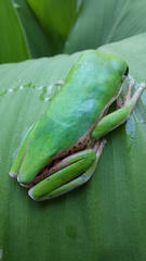 Pithecopus hypochondrialis