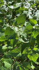 Ampelopsis cordata