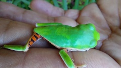 Pithecopus hypochondrialis