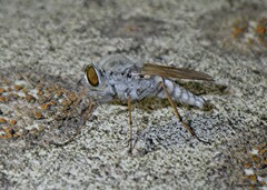 Therevidae