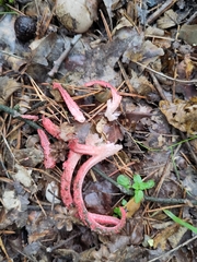 Clathrus archeri