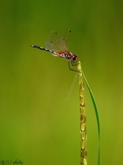 Trithemis pallidinervis