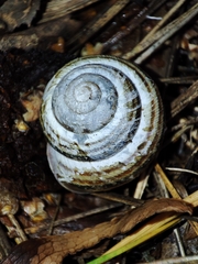 Caucasotachea vindobonensis