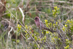 Carpodacus rhodochlamys