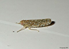 Paralimnus phragmitis