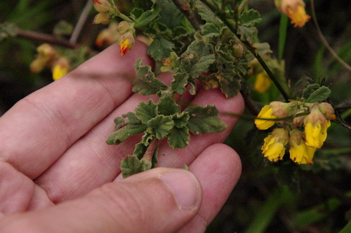 Image of Hermannia multiflora by (c) Eric Knight, some rights reserved (CC BY)