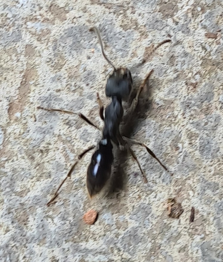 Ectomomyrmex astutus