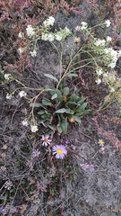 Lepidium cartilagineum