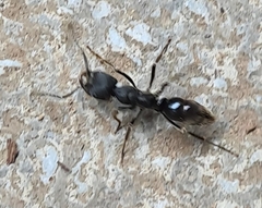 Ectomomyrmex