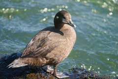 Histrionicus histrionicus