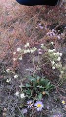 Lepidium cartilagineum