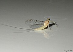 Leucrocuta maculipennis