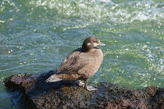 Histrionicus histrionicus