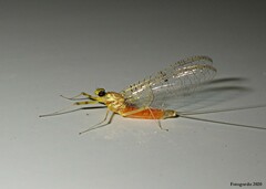 Stenacron interpunctatum interpunctatum