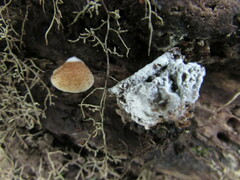 Hypomyces tremellicola