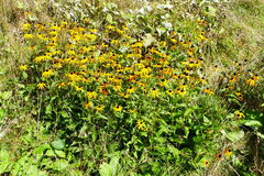 Rudbeckia hirta