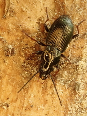Pterostichus oblongopunctatus
