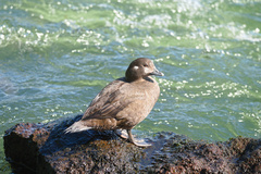 Histrionicus histrionicus