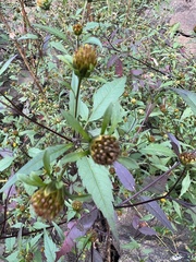 Bidens frondosa