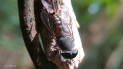 Tabanidae