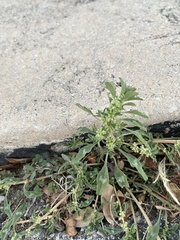 Amaranthus blitoides