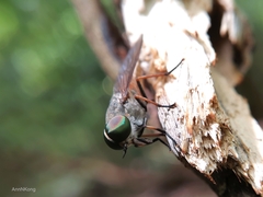 Tabanidae