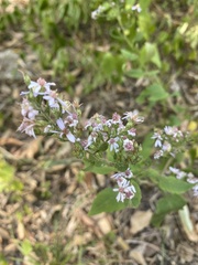 Symphyotrichum drummondii