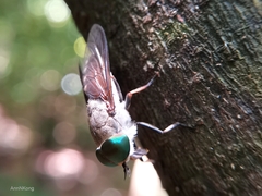 Tabanidae