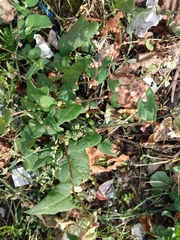 Fallopia convolvulus
