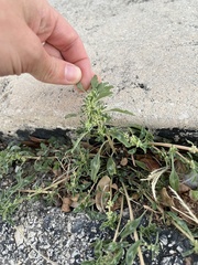 Amaranthus blitoides