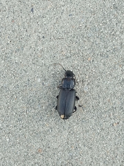 Pterostichus melanarius