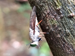 Tabanidae