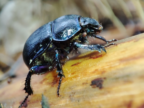 Photo of Woodland Dor Beetle (Anoplotrupes stercorosus)