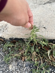 Amaranthus blitoides