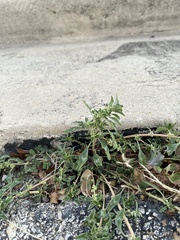 Amaranthus blitoides