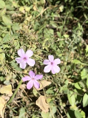 Phlox paniculata