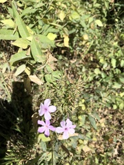 Phlox paniculata
