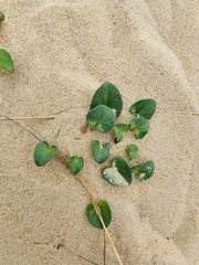 Calystegia soldanella