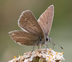 Aricia nicias