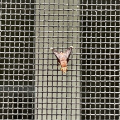 Eutreta noveboracensis