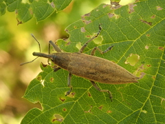 Lixus iridis