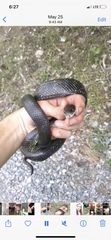 Pantherophis alleghaniensis
