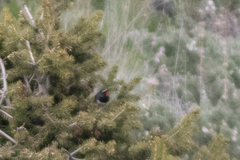 Calliope pectoralis