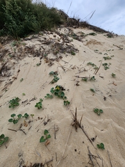 Calystegia soldanella