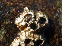 Semibalanus balanoides