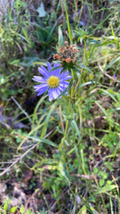 Eurybia hemispherica