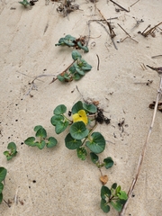 Calystegia soldanella