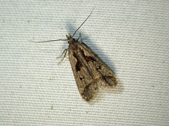 Dichomeris bilobella