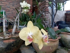 Phalaenopsis