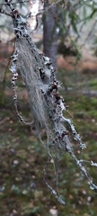 Usnea dasopoga